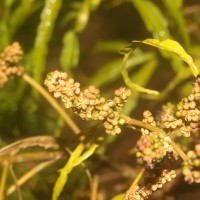 Melicope denhamii (Seem.) T.G.Hartley